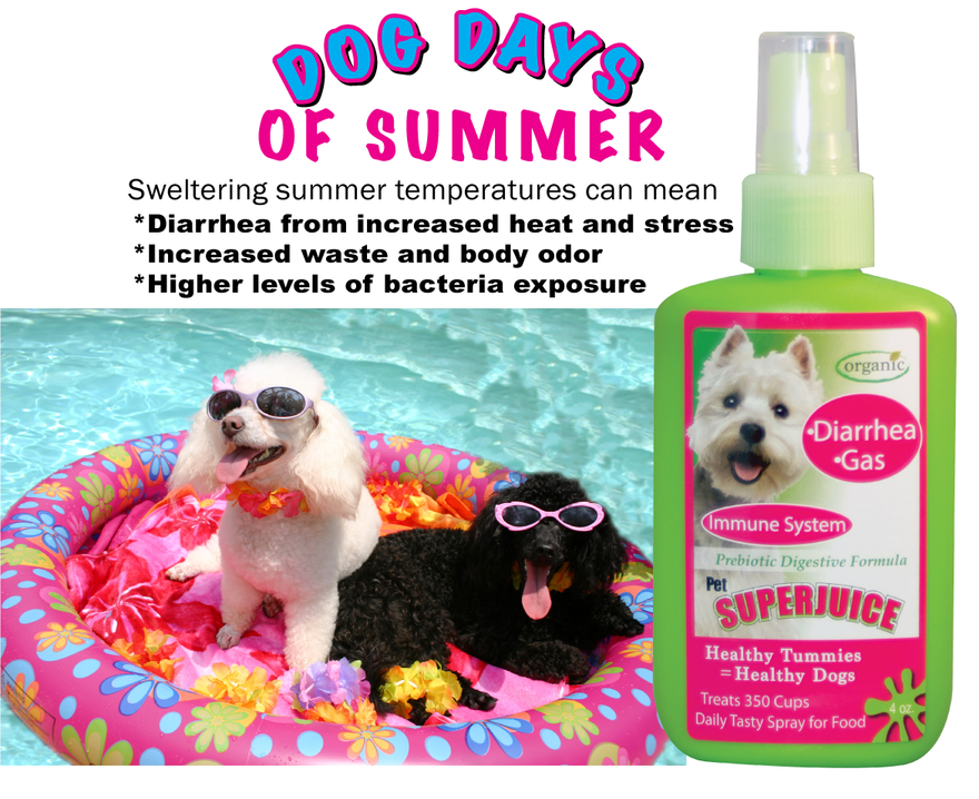 Easy Summer Care for Dogs