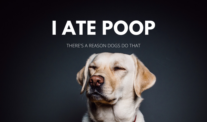 Dogs east poop
