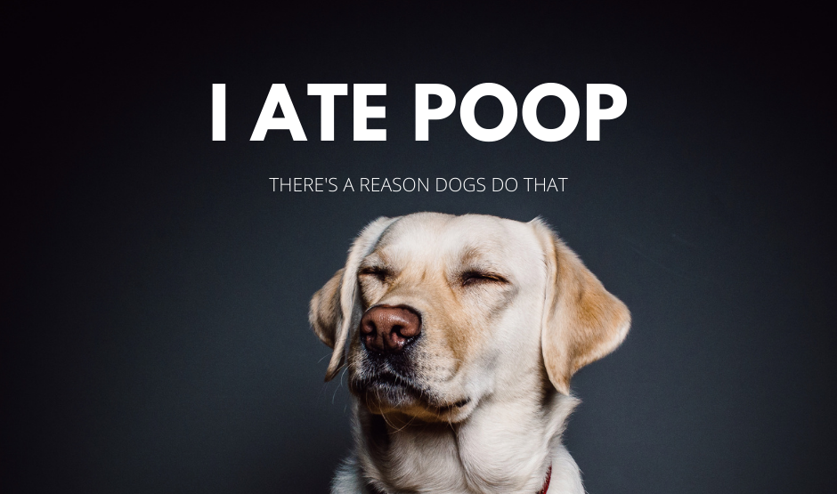 Dogs east poop