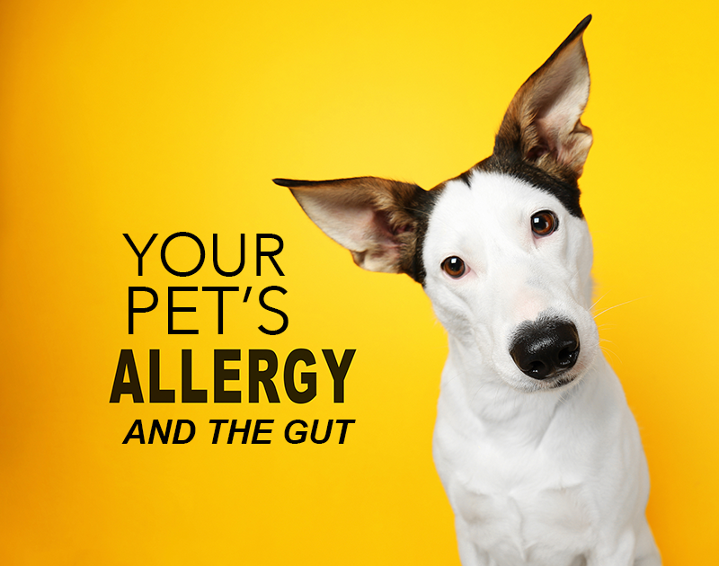 Dog Allergies