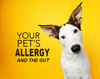 Pet Allergies and Gut Health – what’s the connection?