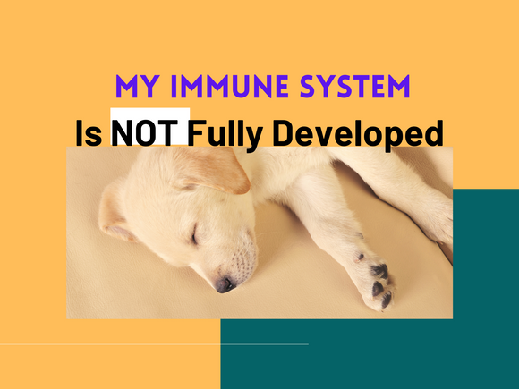 Boost Puppy Immune System