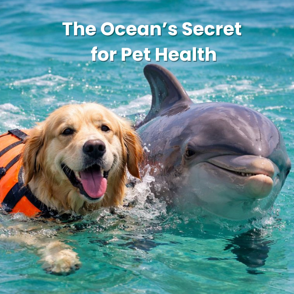 Discover the Ocean's Secret to Superior Pet Gut Health: Marine/Algal Prebiotics in Pet SuperJuice