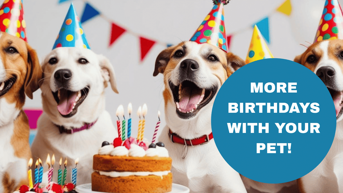 Pet SuperJuice for dog and cat longevity