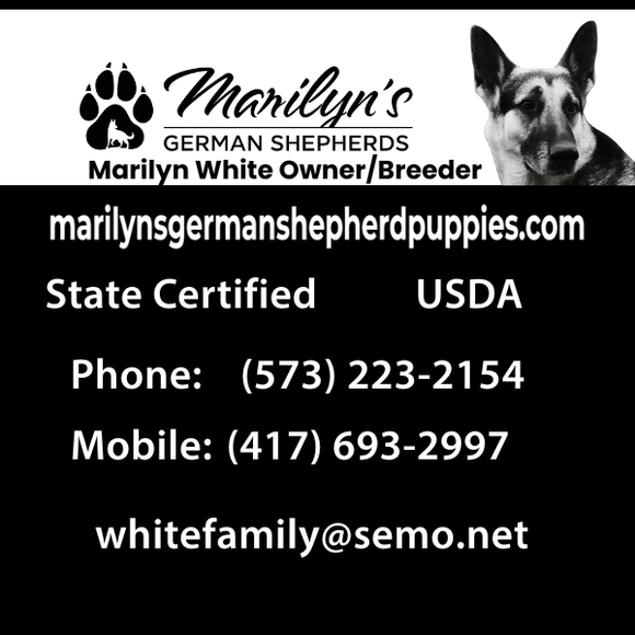 Marilyn White's German Shepherds